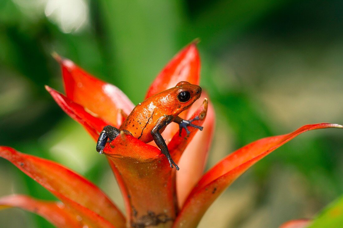 Strawberry poison dart frog