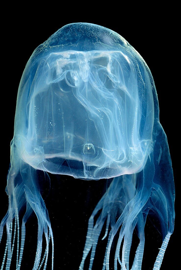 Box sea jelly