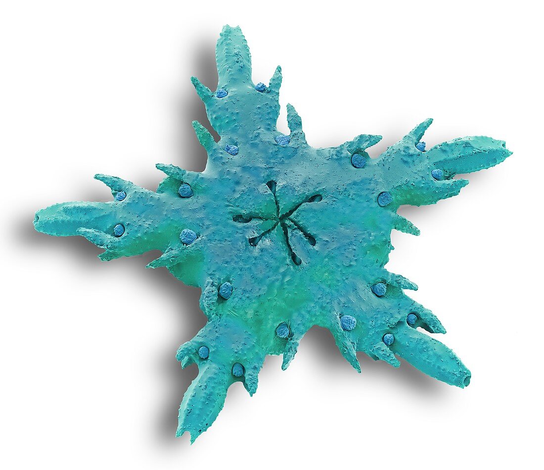 Juvenile starfish, SEM