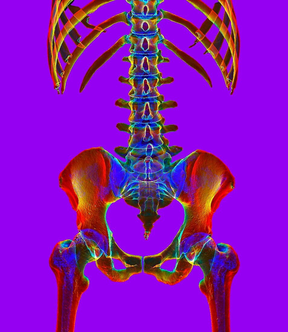 Lower spine and pelvis, illustration