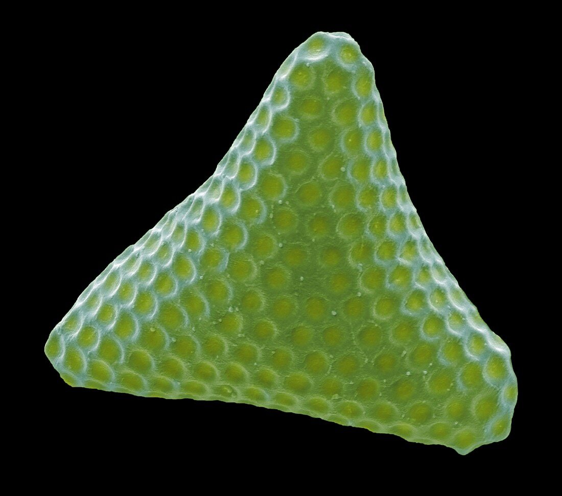 Tetraedron triangulare, SEM