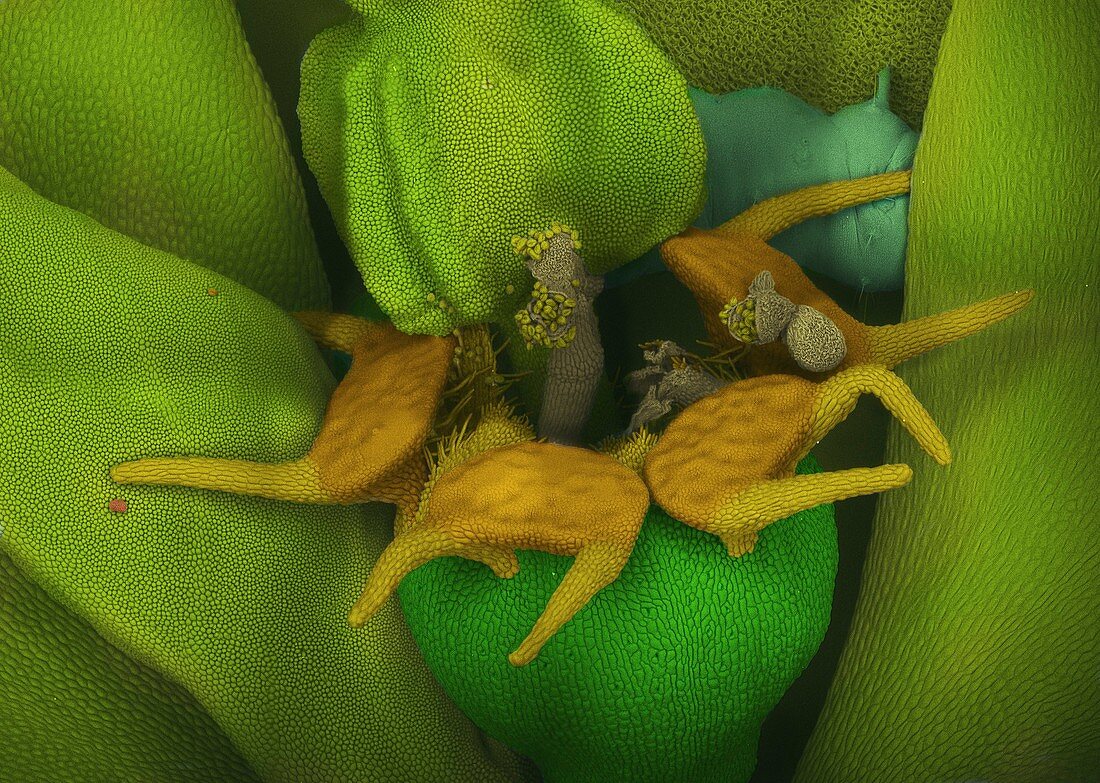 Spurge reproductive structures, SEM