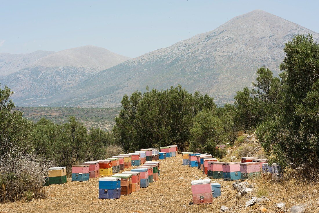 Beehives, Mani, Greece.