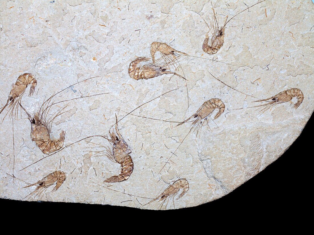 Fossil prawns