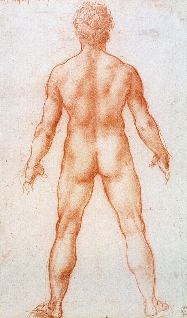 Leonardo's male nude