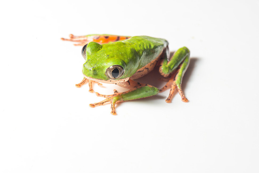 Orange-Legged leaf frog