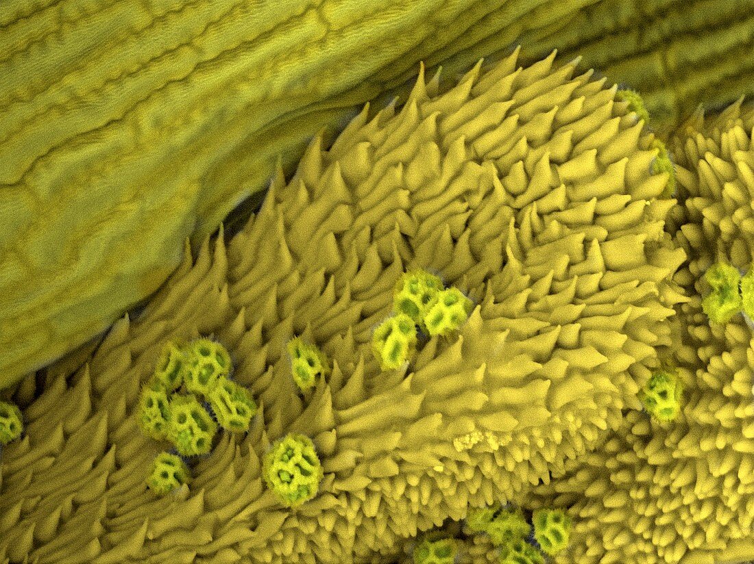 Cat's ear plant stigma, SEM