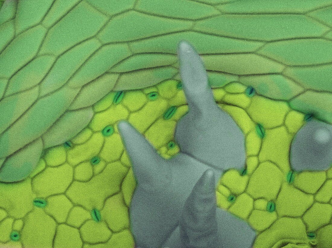 Nasturtium leaf, SEM