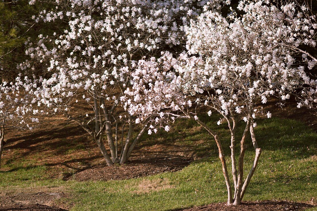 Magnolia stellata 'Royal Star' trees