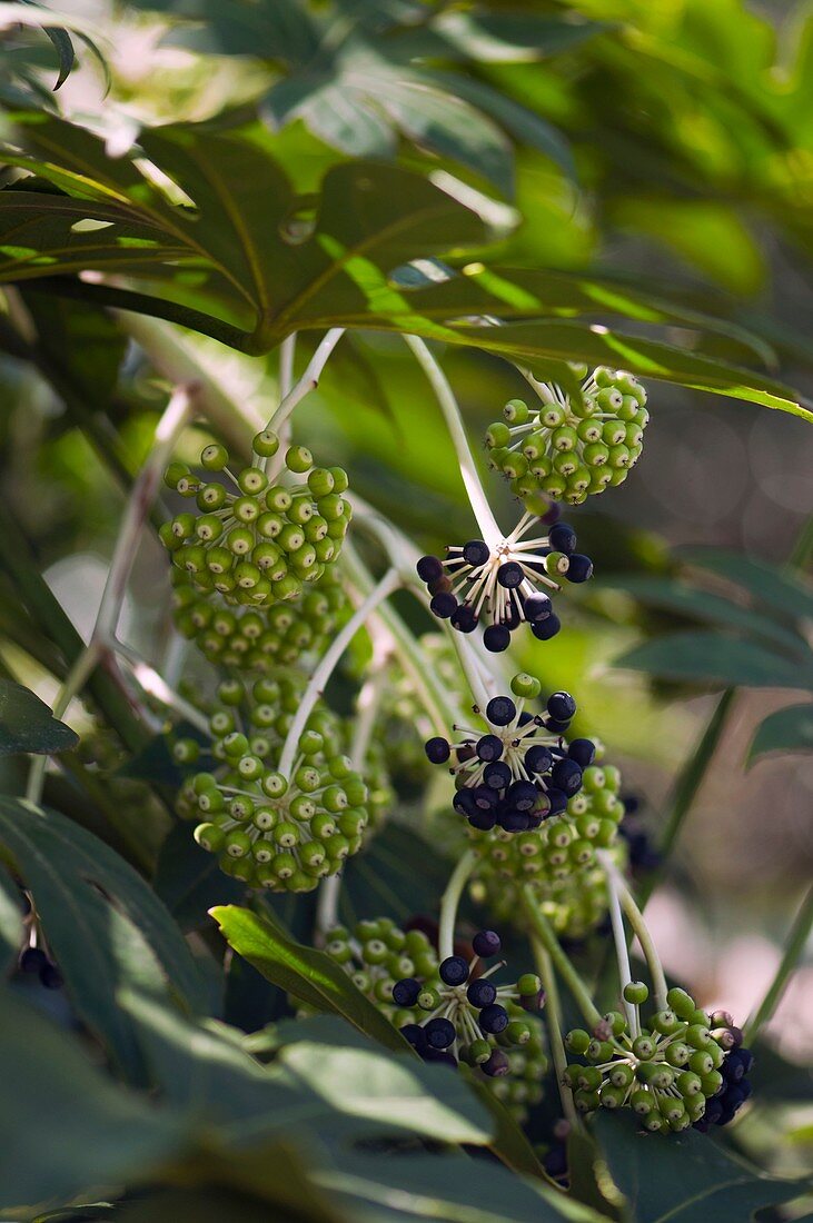Castor oil plant (Fatsia japonica) berries