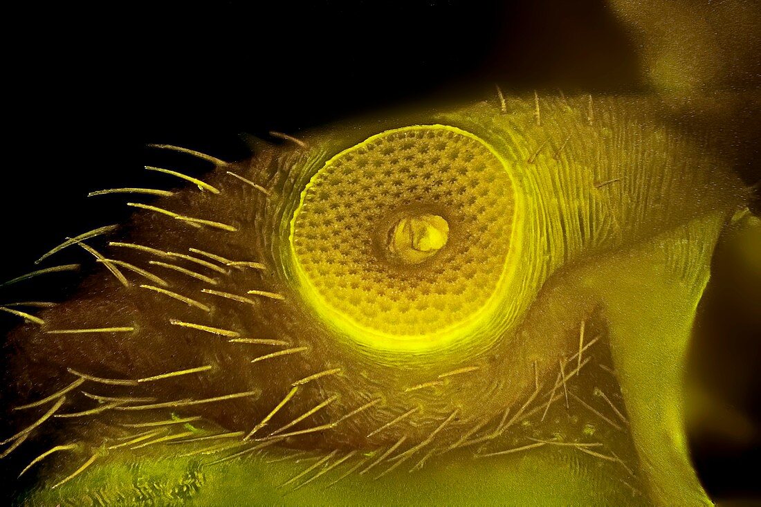 Tick spiracle, light micrograph