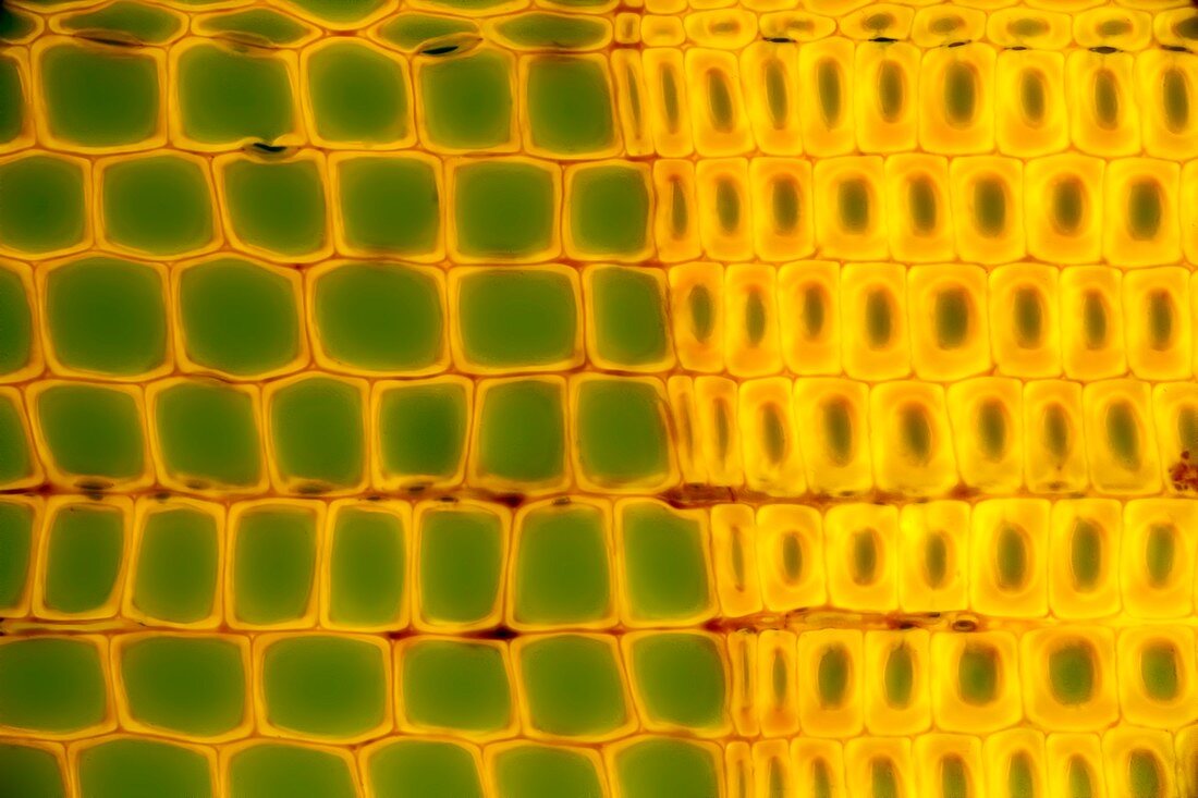Pine stem, fluorescence light micrograph