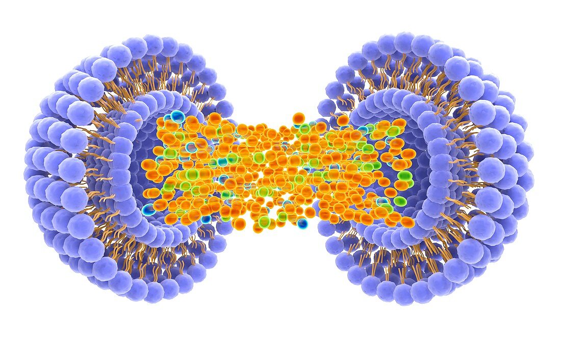 Drug delivering liposome, artwork