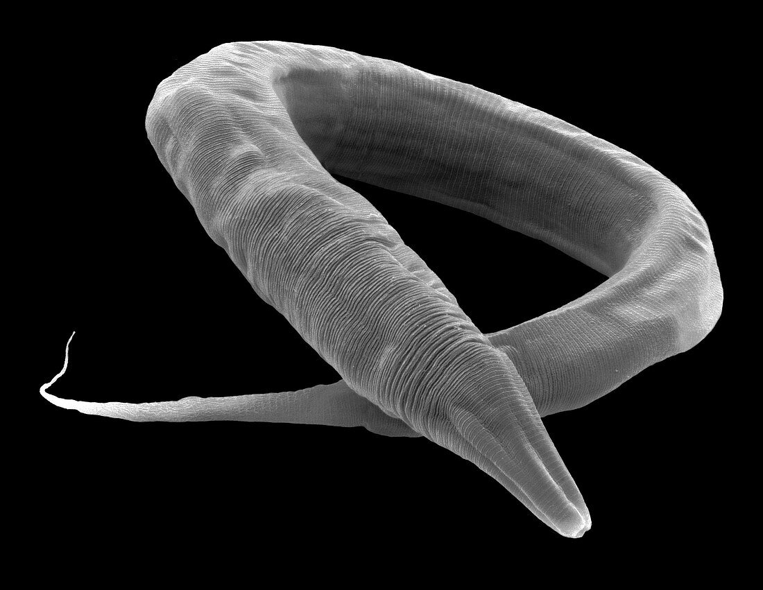 C. elegans worm, SEM