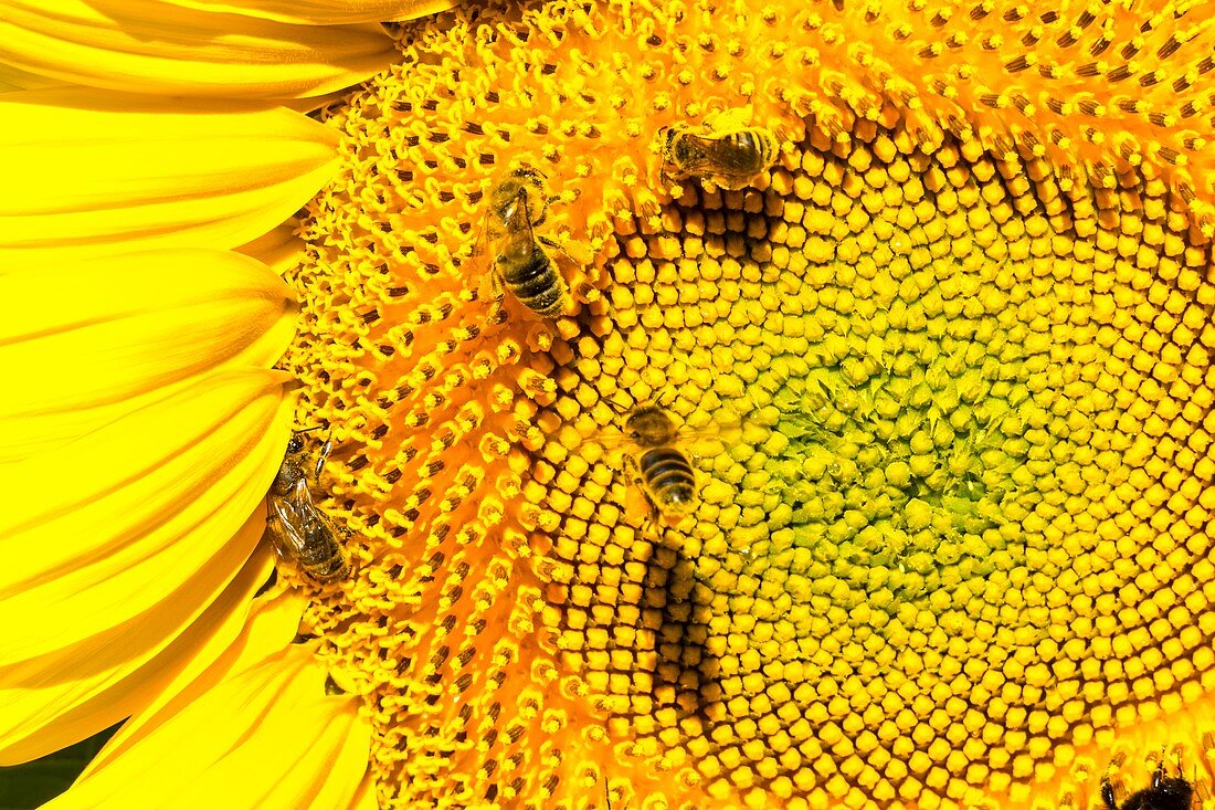 Maturing sunflower head with bees