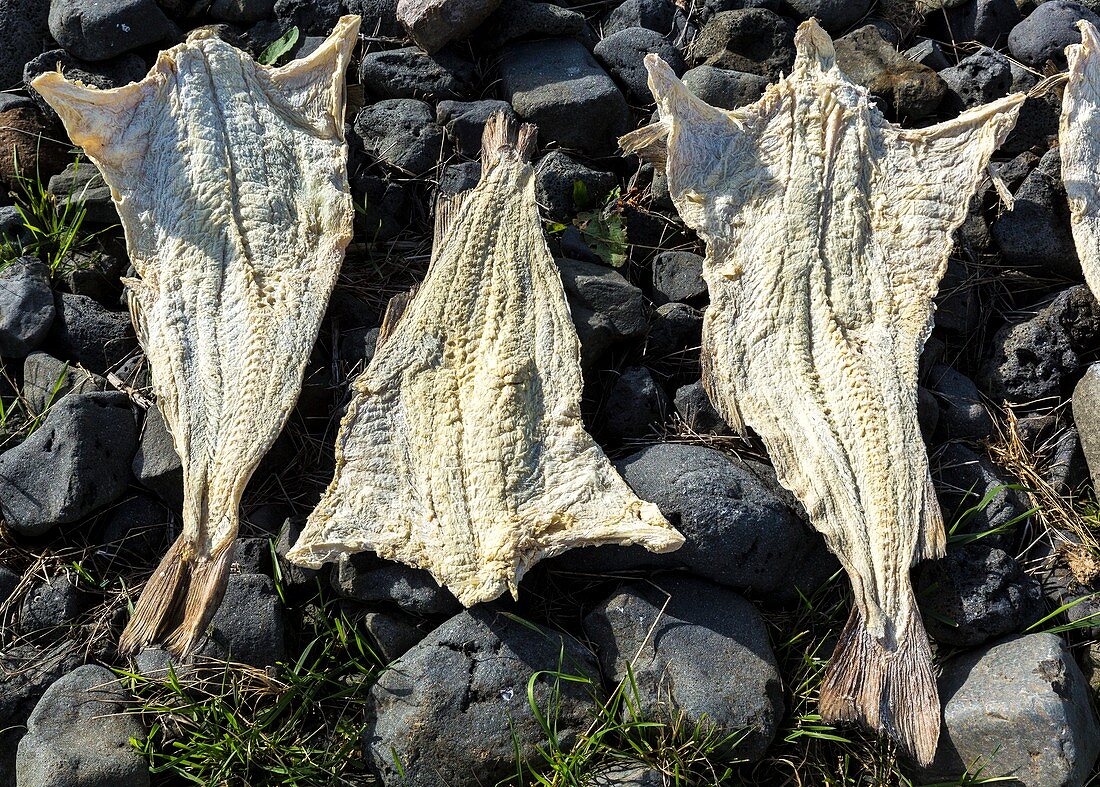 Salt fish drying on stone shore.