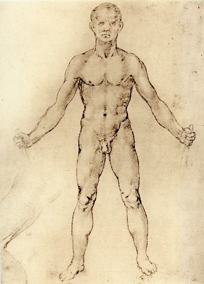 Leonardo: Nude man from the front