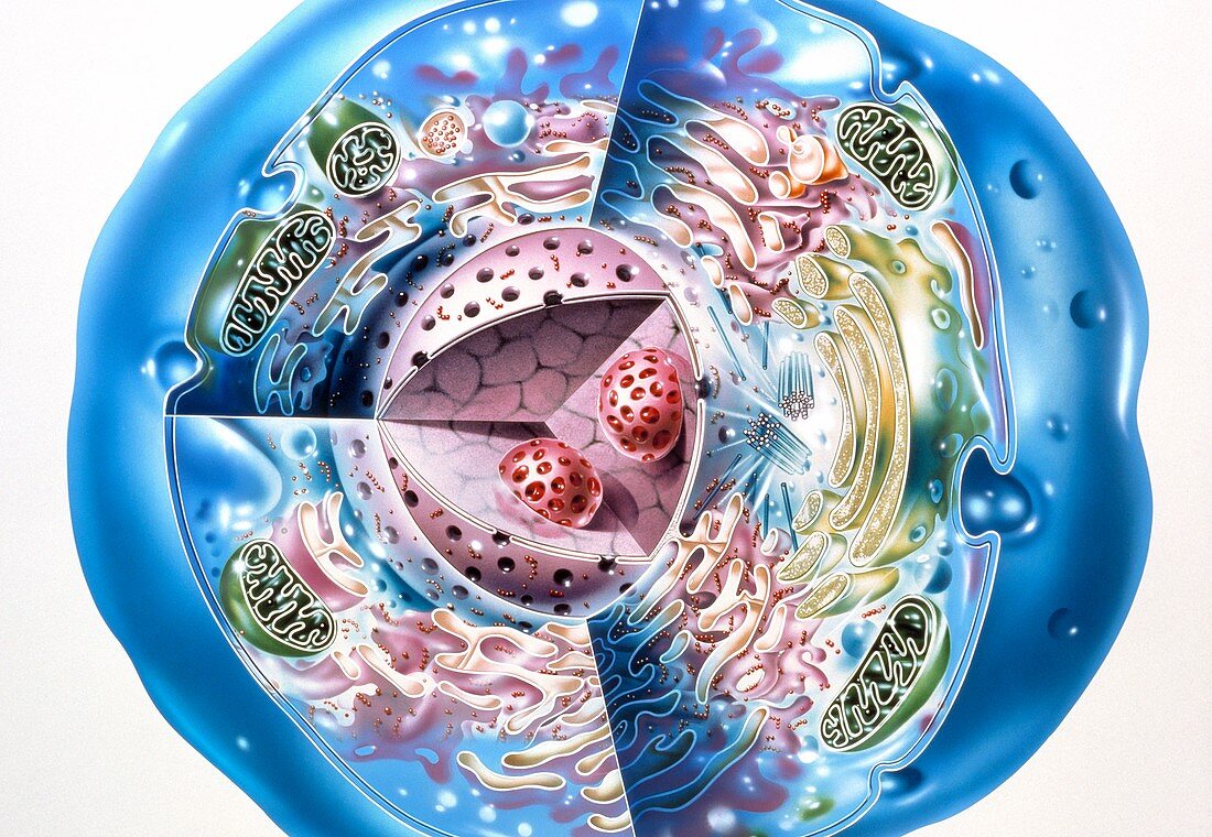 Illustration of ultrastructure of human cell