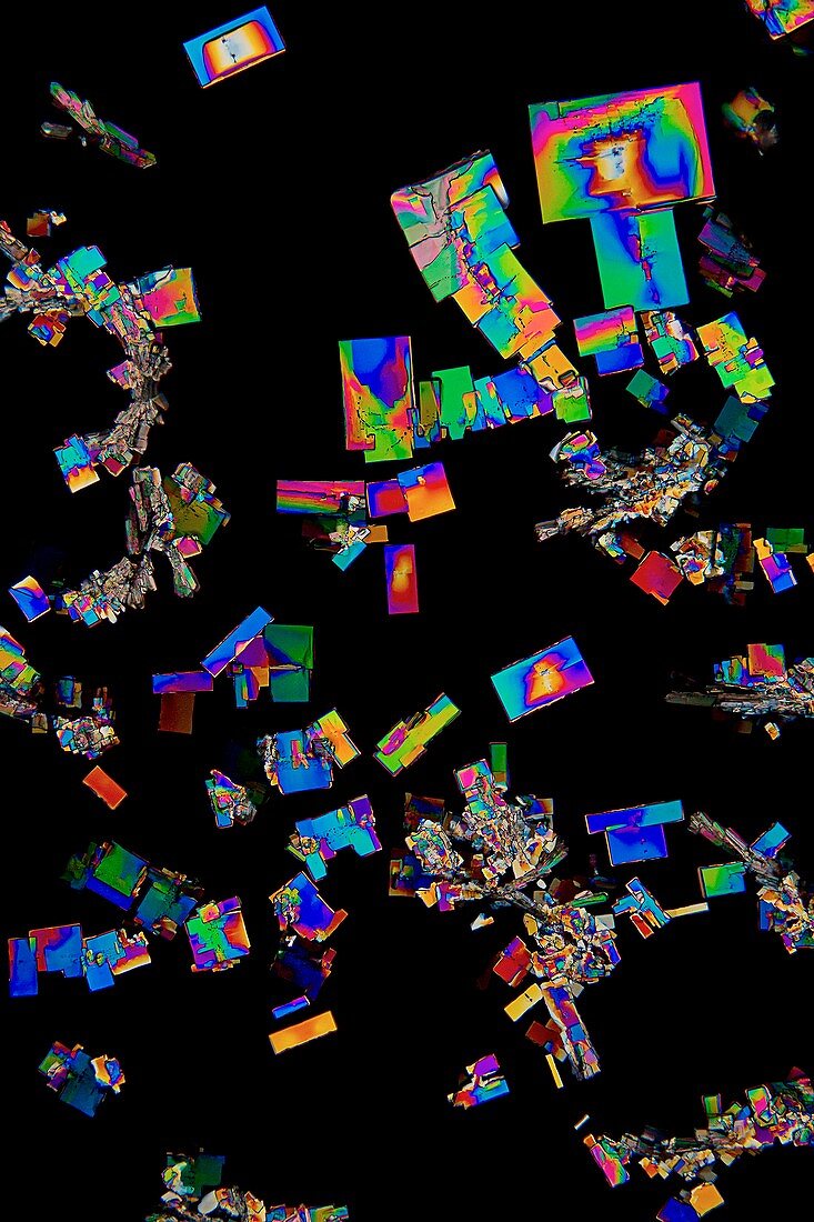 Creatinine crystals, light micrograph