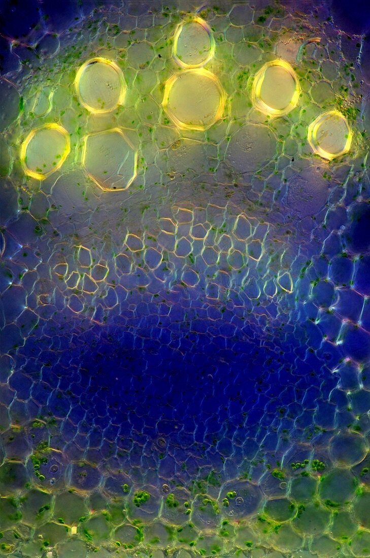 Dahlia sp. stalk, light micrograph