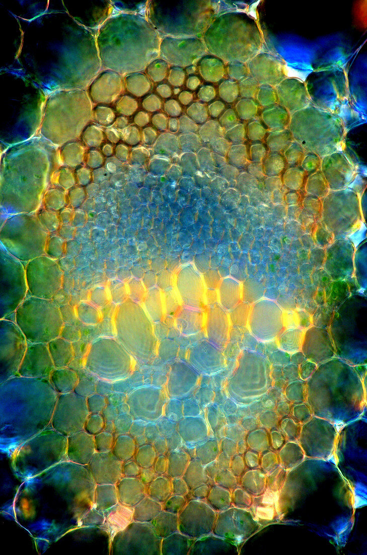 Hosta sp. stalk, light micrograph