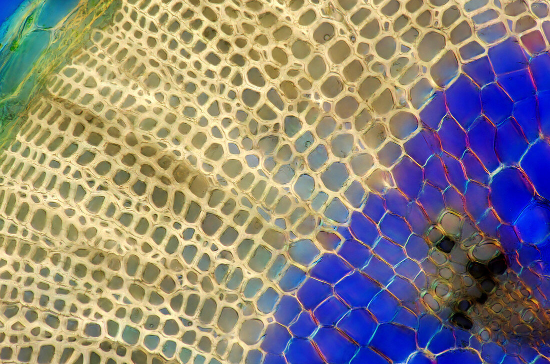 Stonecrop (Sedum sp.) stalk, light micrograph