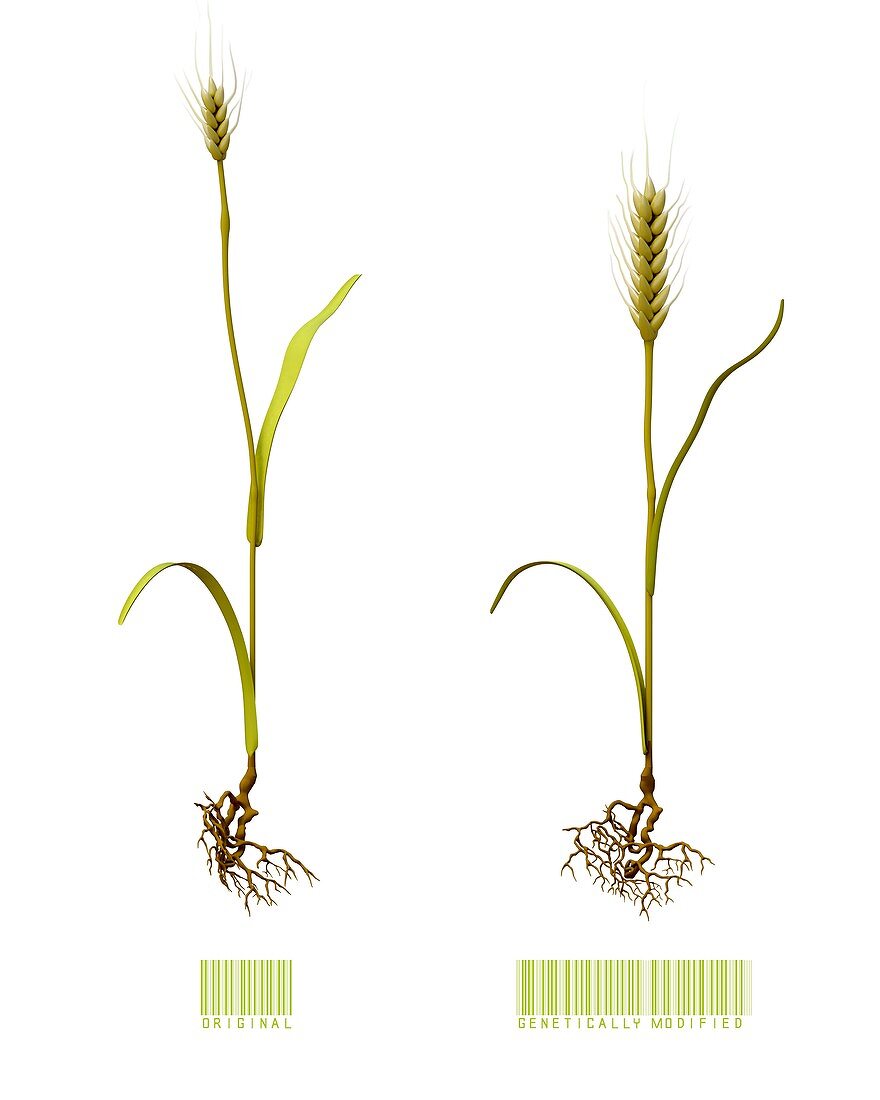 Genetically modified wheat, illustration