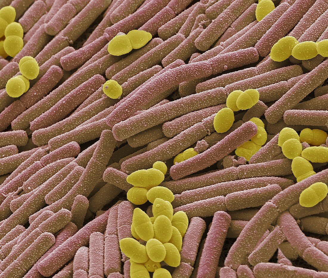 Kefir bacteria, SEM