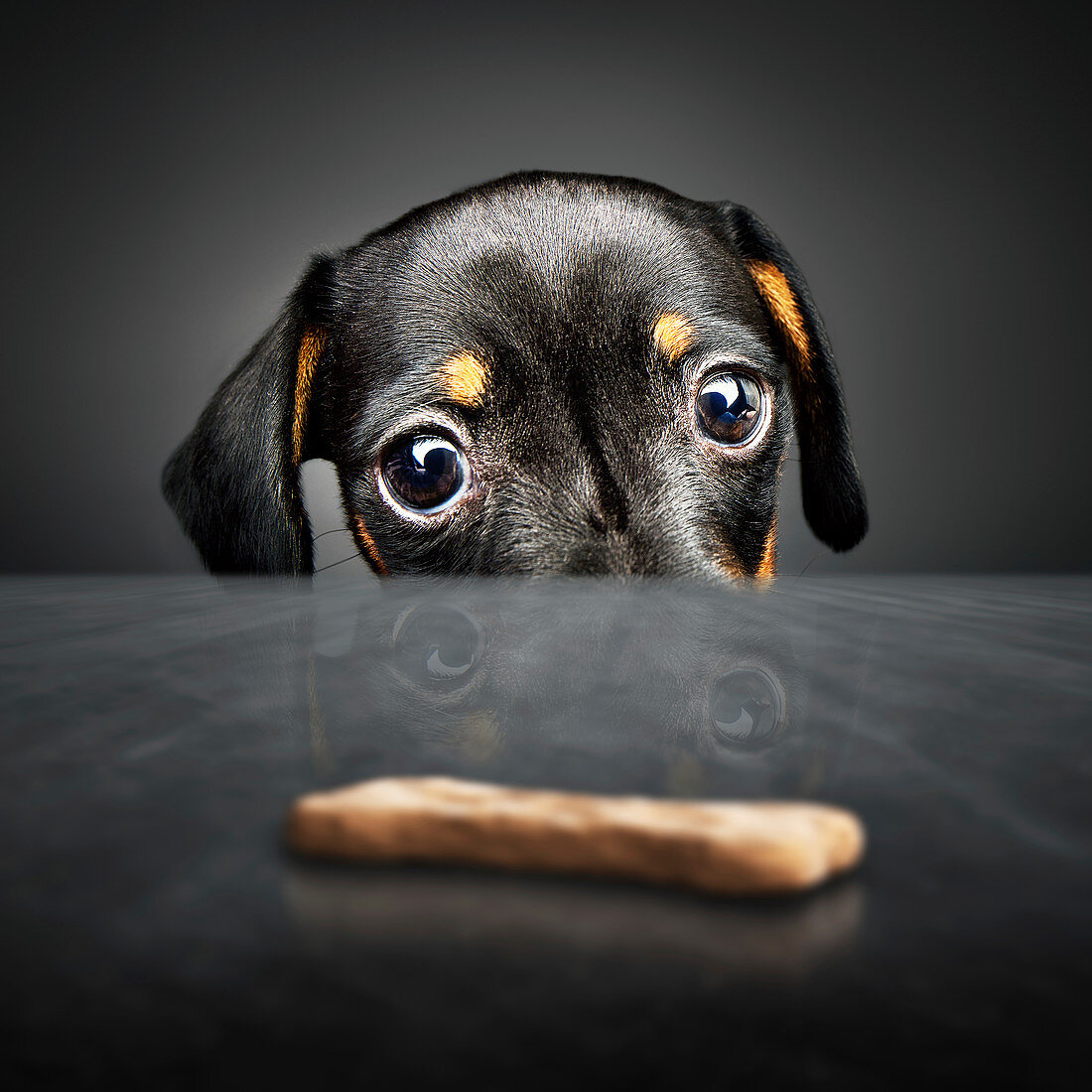 Dachshund puppy looking at a treat