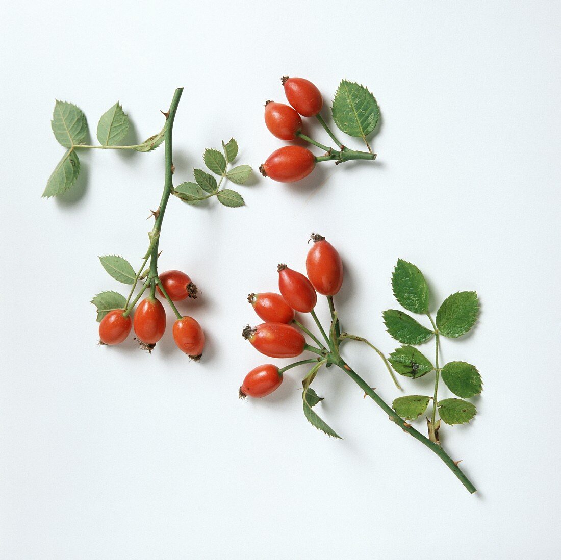 Rose-Hips with Branches