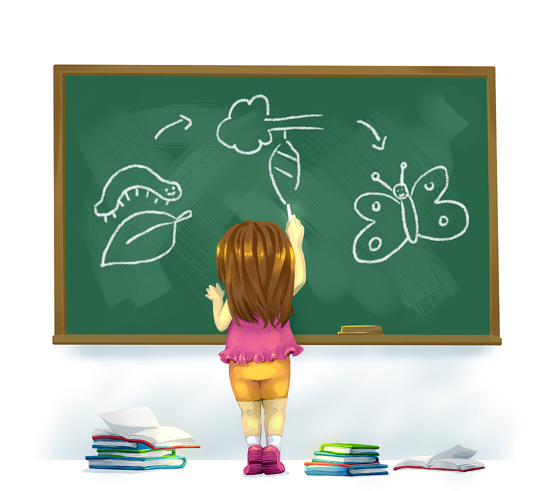 Illustration of girl drawing life cycle of butterfly