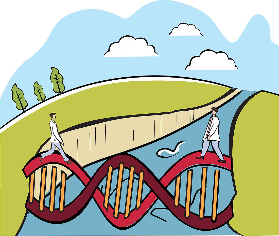 Two scientists crossing a DNA bridge, illustration