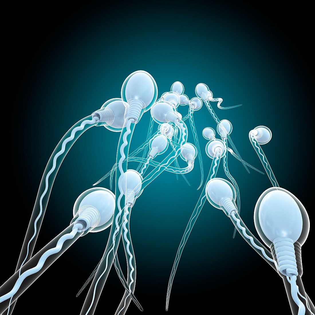 Sperm sex cells, illustration