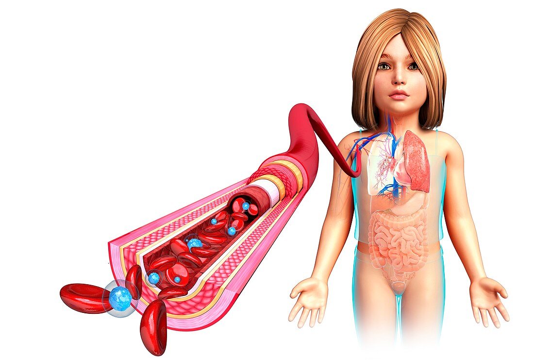 Child's artery anatomy, illustration