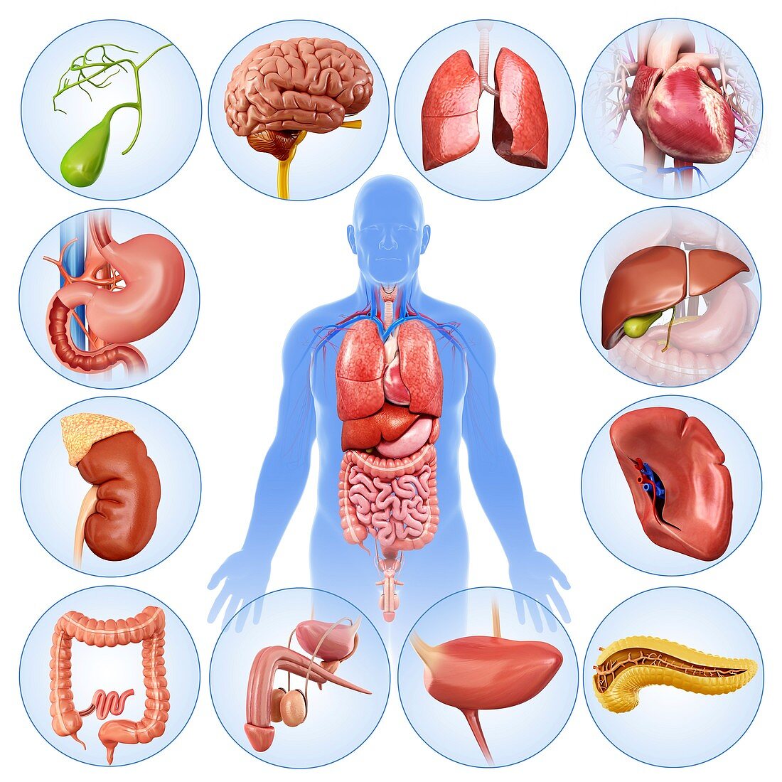 Internal male organs, illustration