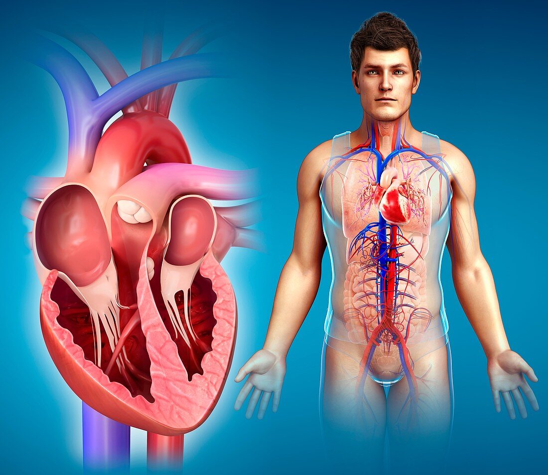 Male heart chambers, illustration