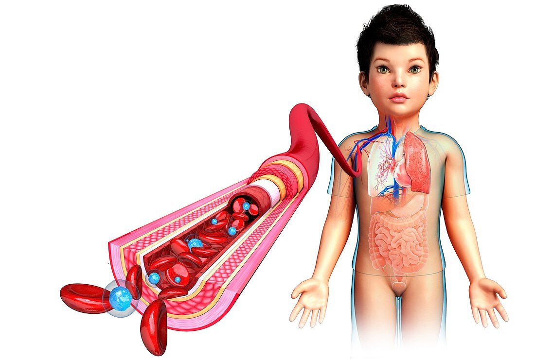 Child's artery anatomy, illustration