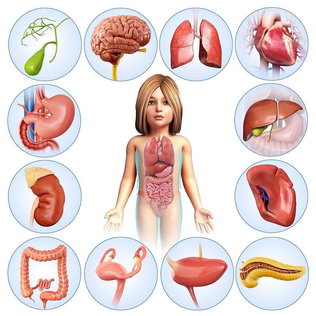 Child's internal organs, illustration