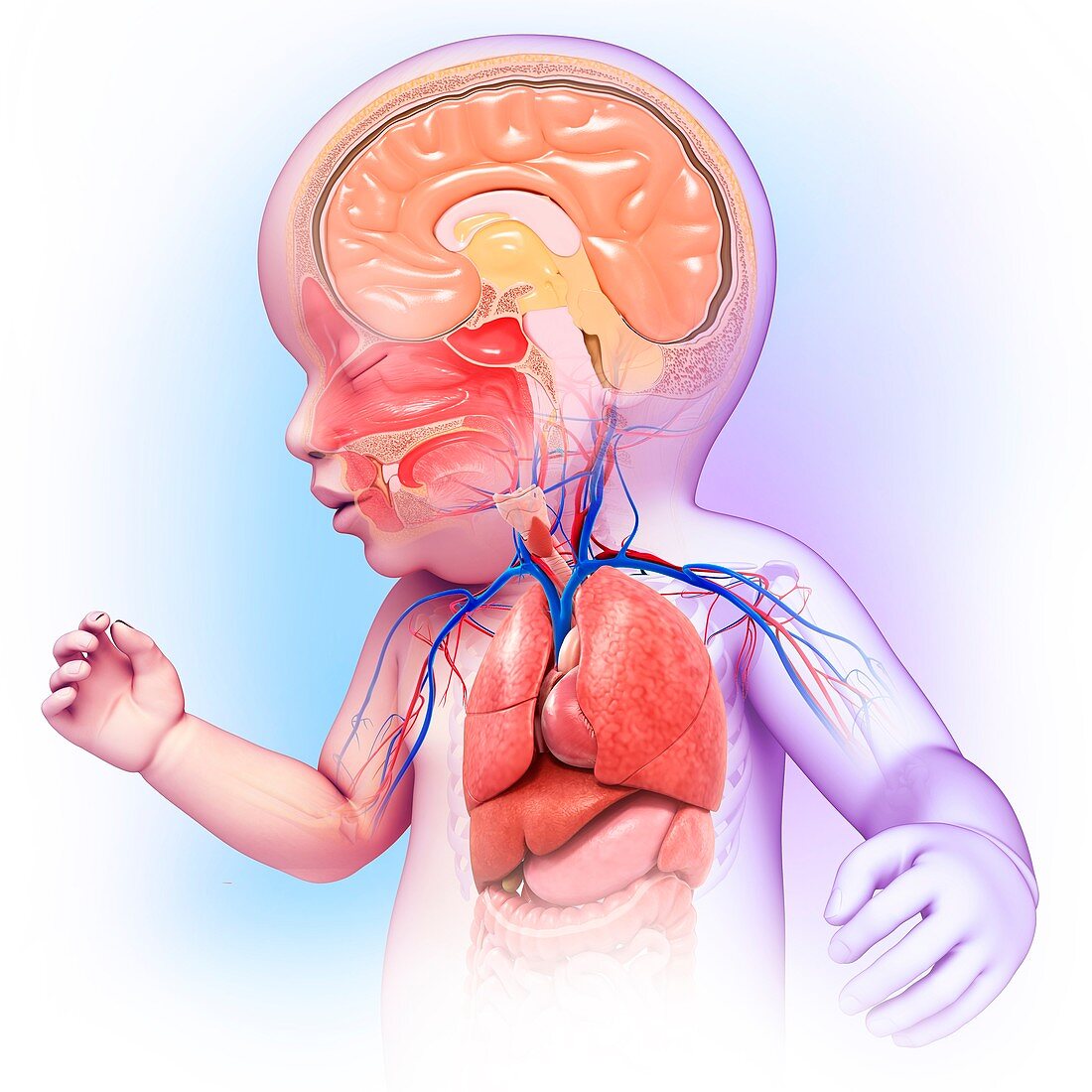 Baby's head and chest anatomy, illustration