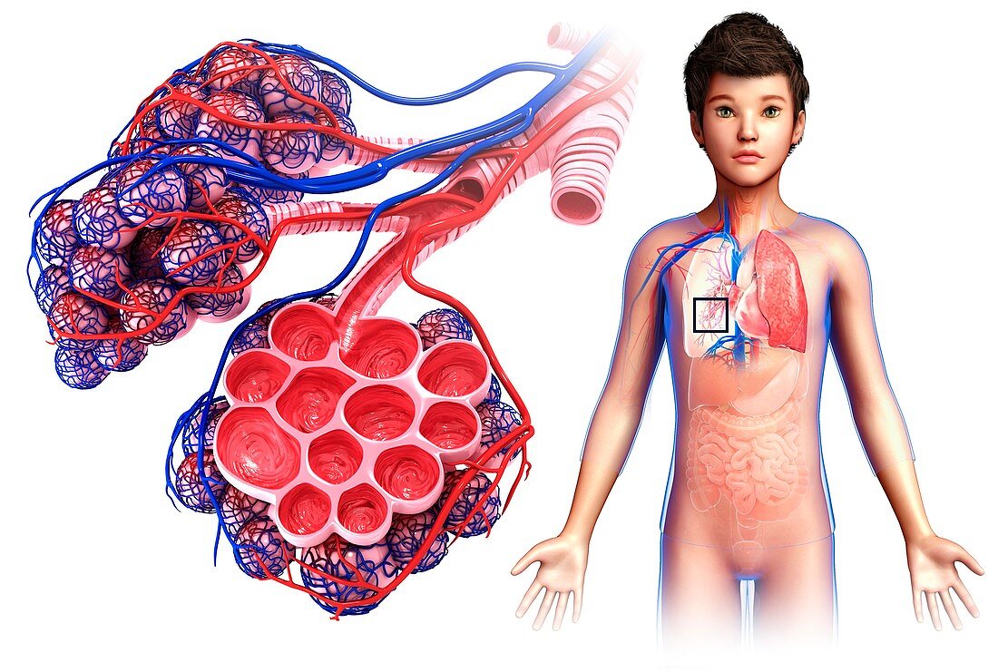 Child's alveoli and capillaries, illustration