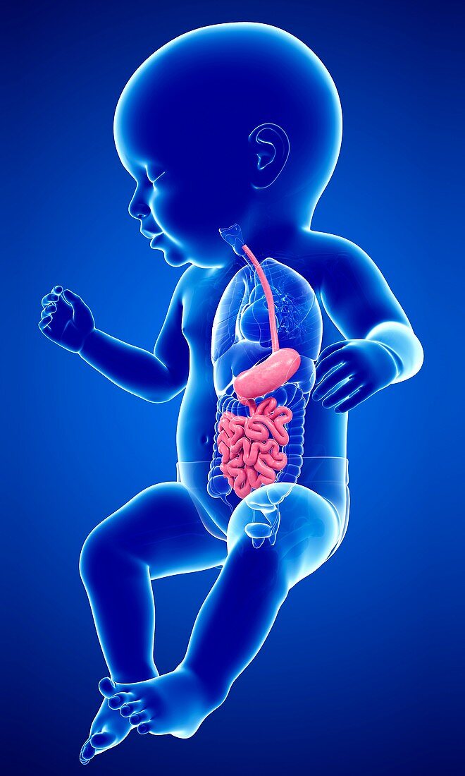 Baby's digestive system, illustration