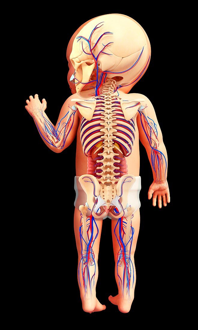 Baby's circulatory system, illustration