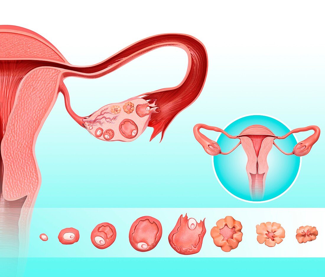 Ovarian cycle and ovulation, illustration