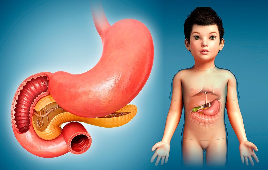 Stomach, duodenum and pancreas, illustration