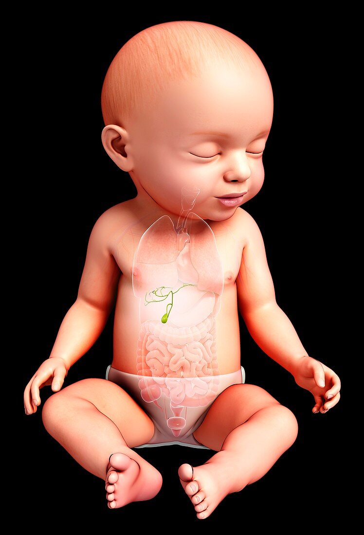 Baby's gall bladder, illustration