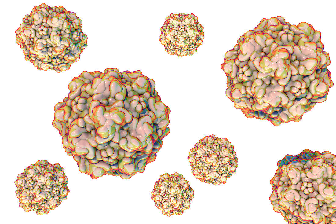 Feline panleukopenia virus, illustration