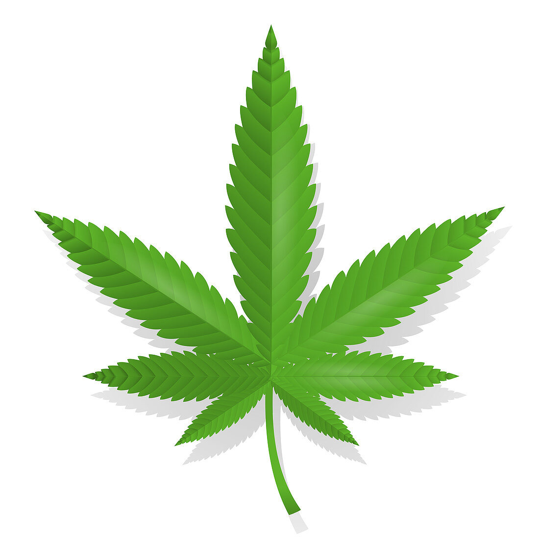 Cannabis leaf, illustration