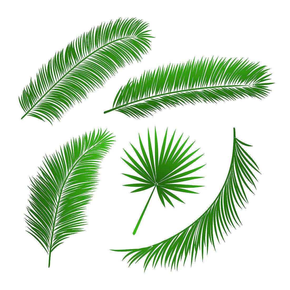 Palm tree leaves, illustration