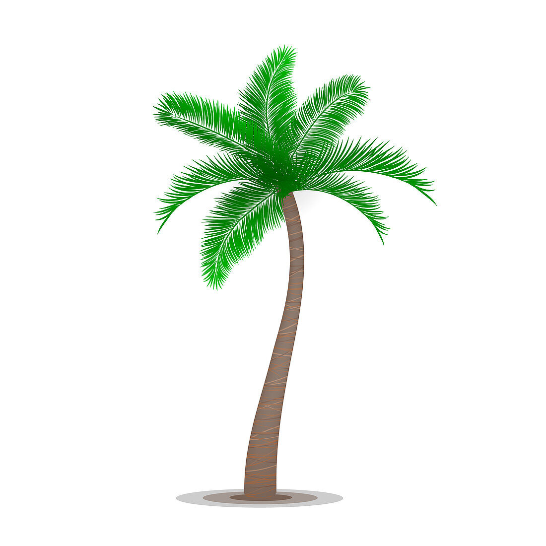 Tropical palm tree, illustration