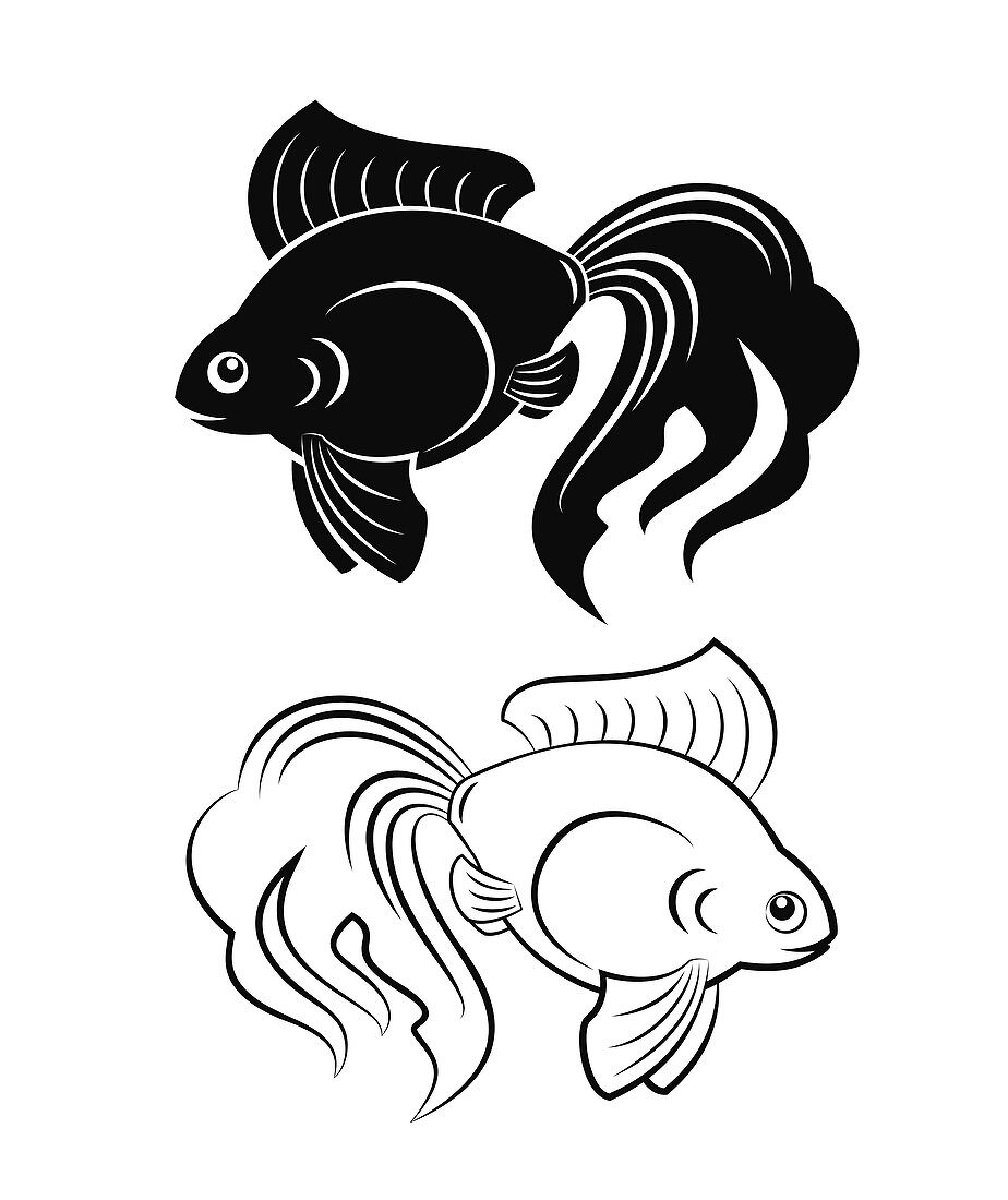 Goldfish, illustration